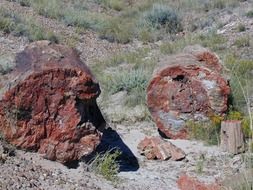 petrified forest