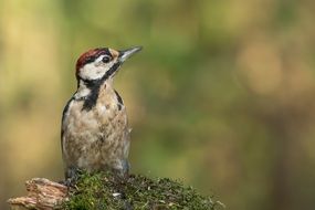 Wild bird photo