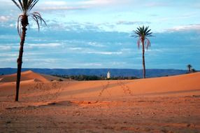 palm trees, dunes and the sea in the desert of Morocco