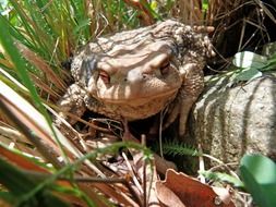 Bufo toad in the grass in the shadow