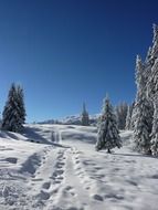 landscape of snowy firs in mountains