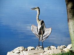 blue heron on the coast near the water