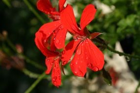 red pelargonium flower with raindrops on it