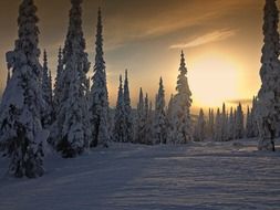 winter forest at sunset in british columbia