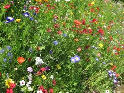 meadow with wild flowers in summer