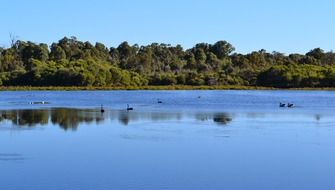 australian black swan on the lake