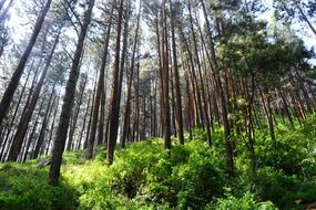 tall trees in the forest on Sri Lanka