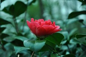 wonderful red flower