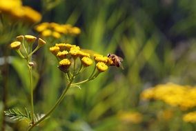 honey bee on yellow flowers close up