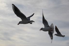 impressive flying seagull on beach