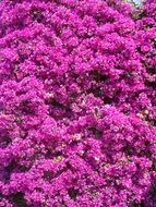 bright purple bloom of a bougainvillea