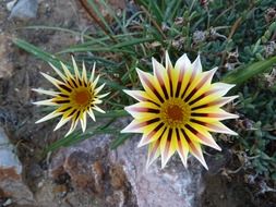 unusual flower petal