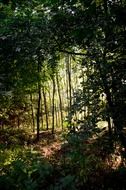 dense forest in sunshine