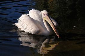 swimming great white pelican