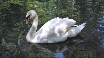 beautiful and delightful swan