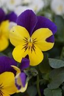 Pansy is an ornamental plant