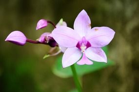 delicate purple flower in the garden close-up on blurred background