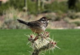 campylorhynchus sits on a prickly cactus in California