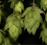 Macro photo of green plants in nature