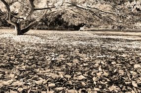 black and white photo of autumn foliage