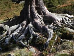 massive tree root