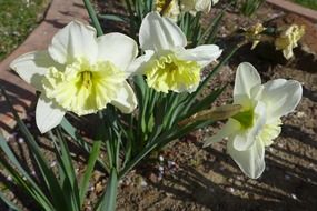 white daffodils in the backyard flowerbed