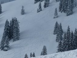 firs On the snow-covered slope