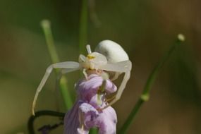 Close-up of the white spider on the pink flower