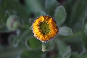 Beautiful colorful flower bud in spring