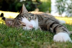 domestic cat with green eyes on the grass close-up