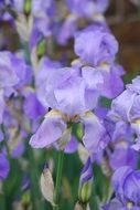 field of summer iris plant
