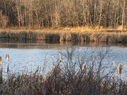 quiet pond among the reeds in the fall