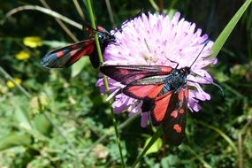 butterflies belonging to the genus Zygaena on a flower close up