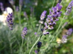 beautiful and delightful summer lavender