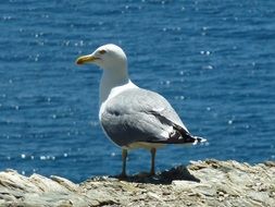 gray-white seagull on a stone on the coastline