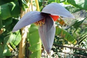banana plant on a banana tree branch