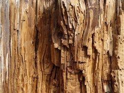 Annual rings on the brown wood