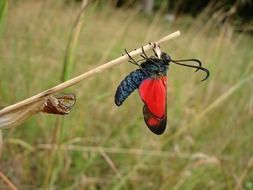 butterfly sumpfhornklee