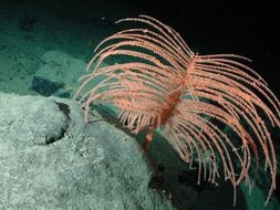 coral with feathers in the underwater world