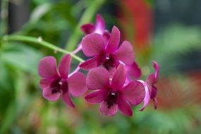 Purple orchid flowers in nature