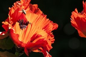 nature ornamental poppies