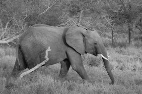 elephant walking on savanna