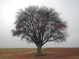 landscape of autumn tree in a field in germany