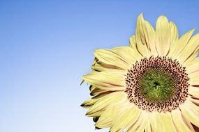 Light yellow sunflower on a sky background