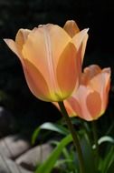 blooming tulips