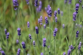 purple lavender flowers on a meadow