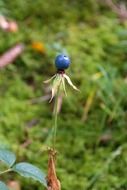 toxic herb paris berry