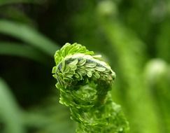 fern leaf in spring