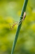 tibellus oblongus walking spider green plant
