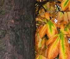 closeup photo of brown chestnut bark and leaves